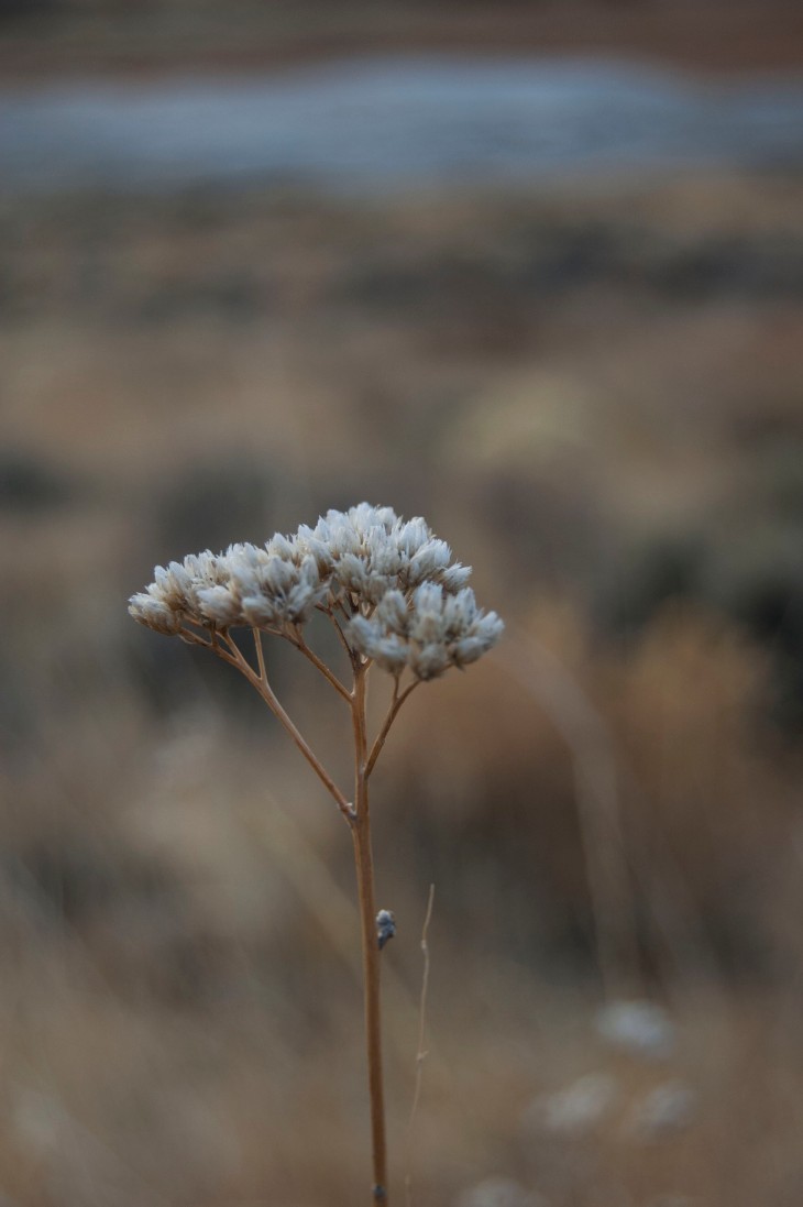 small dead flower in the desert